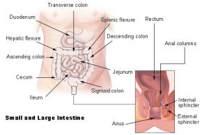 Proctology anatomy of colon and intestines